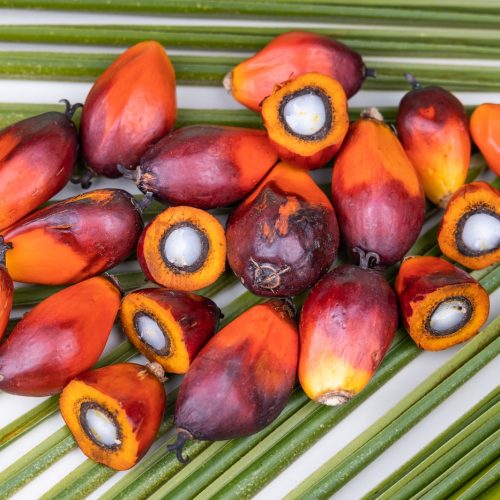 Group of freshly harvested oil palm fruits on palm leaf with some fruits halved revealing its kernel.